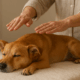 calm dog receiving Reiki